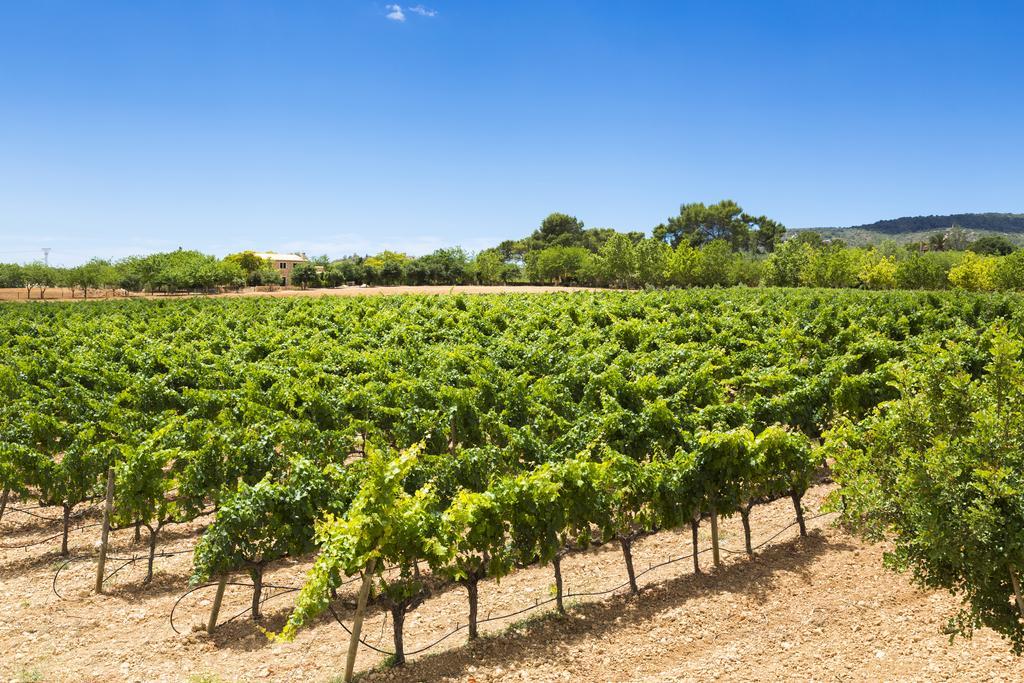 Agroturisme Sa Torre (Adults Only) Santa Eugènia Exteriér fotografie